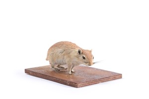 Image description is not available for 2010.2.2